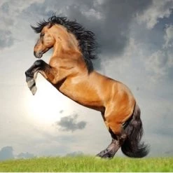 Brainstorm Toys Zaklampprojector Horse - Paarden 11 Brainstorm Toys Zaklampprojector Horse - Paarden -kinderspellen Winkel 550x364 8