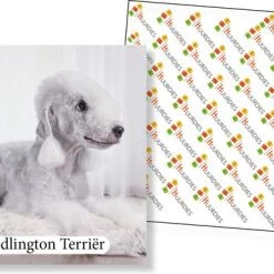 Huurdies Cadeautip! - Honden Memory - Hondenrassen - Honden Memory Spel - Educatief Memoryspel - 70 Stuks - Schoencadeautjes Sinterklaas -kinderspellen Winkel 550x386