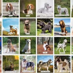 Huurdies Cadeautip! - Honden Memory - Hondenrassen - Honden Memory Spel - Educatief Memoryspel - 70 Stuks - Schoencadeautjes Sinterklaas