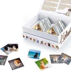 Remember - Remember Memory Spel Cats -kinderspellen Winkel 550x449 3