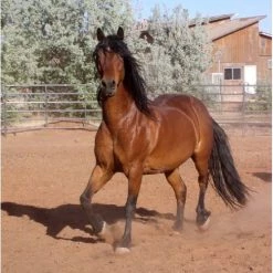 Brainstorm Toys Zaklampprojector Horse - Paarden 12 Brainstorm Toys Zaklampprojector Horse - Paarden -kinderspellen Winkel 550x734 2