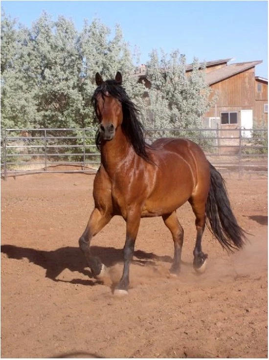 Brainstorm Toys Zaklampprojector Horse - Paarden 4 Brainstorm Toys Zaklampprojector Horse - Paarden - Afbeelding 4