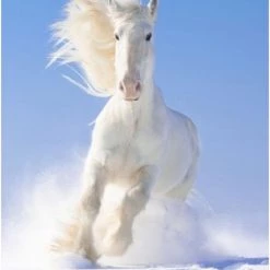 Brainstorm Toys Zaklampprojector Horse - Paarden 15 Brainstorm Toys Zaklampprojector Horse - Paarden -kinderspellen Winkel 550x821 4