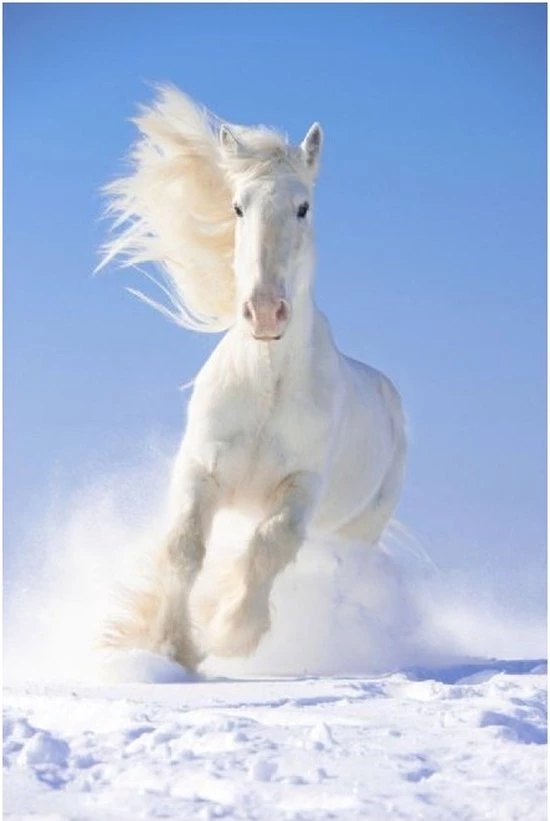 Brainstorm Toys Zaklampprojector Horse - Paarden 7 Brainstorm Toys Zaklampprojector Horse - Paarden - Afbeelding 7